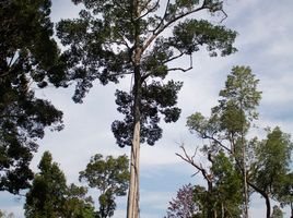  Grundstück zu verkaufen in Takua Pa, Phangnga, Ko Kho Khao, Takua Pa, Phangnga