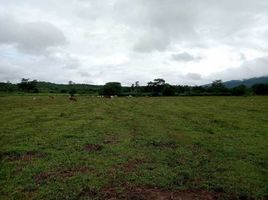  Grundstück zu verkaufen in Thung Chang, Nan, Thung Chang