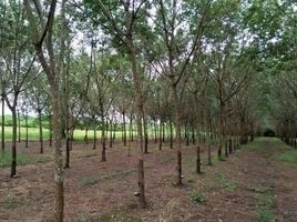  Land for sale in Nam Chan, Seka, Nam Chan