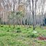  Land for sale in Si Sunthon, Thalang, Si Sunthon