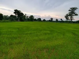  Grundstück zu verkaufen in Loeng Nok Tha, Yasothon, Sam Yaek