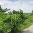  Land for sale in Phuket, Si Sunthon, Thalang, Phuket