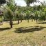  Land for sale in Balbina, Presidente Figueiredo, Balbina