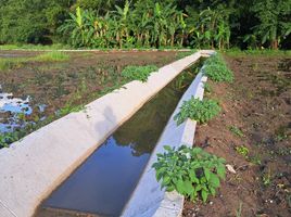  Grundstück zu verkaufen in Doi Saket, Chiang Mai, Mae Pong, Doi Saket