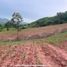  Grundstück zu verkaufen in Dan Sai, Loei, Khok Ngam