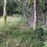  Land for sale in Nakhon Si Thammarat, Tha Khuen, Tha Sala, Nakhon Si Thammarat