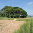  Land for sale in Phu Khiao, Chaiyaphum, That Thong, Phu Khiao