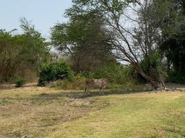  Grundstück zu verkaufen in Mueang Surin, Surin, Nok Mueang, Mueang Surin