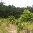  Land for sale in Pauini, Amazonas, Pauini