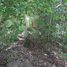  Land for sale in Don Sak Surat Thani, Don Sak, Don Sak