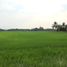  Land for sale in Kamphaeng Phet, Songtham, Mueang Kamphaeng Phet, Kamphaeng Phet