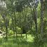 Land for sale in Mai Khao, Phuket, Mai Khao, Thalang