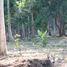  Land for sale in Surat Thani, Maenam, Koh Samui, Surat Thani