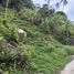  Land for sale in Maret, Surat Thani, Maret