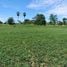  Land for sale in Nong Chang, Uthai Thani, Thung Pho, Nong Chang