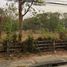 ขายที่ดิน ใน หนองป่าครั่ง, เชียงใหม่, หนองป่าครั่ง