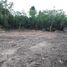  Land for sale in Lampang, Chomphu, Mueang Lampang, Lampang