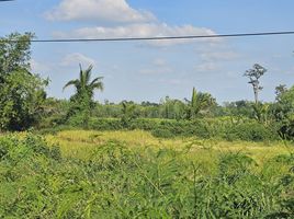  Grundstück zu verkaufen in Non Din Daeng, Buri Ram, Som Poi, Non Din Daeng, Buri Ram