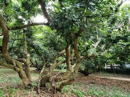  Grundstück zu verkaufen in San Sai, Chiang Mai, Mae Faek