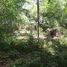  Land for sale in Wichit, Phuket, Wichit