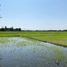  Land for sale in Nong Yaeng, Chiang Mai, Nong Yaeng