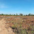  Land for sale in Nakhon Ratchasima, Nai Mueang, Phimai, Nakhon Ratchasima