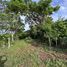  Land for sale in Wang Kai Thuean, Hankha, Wang Kai Thuean