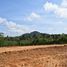  Grundstück zu verkaufen in Takua Thung, Phangnga, Tha Yu, Takua Thung, Phangnga