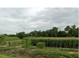  Grundstück zu verkaufen in Doem Bang Nang Buat, Suphan Buri, Pak Nam, Doem Bang Nang Buat, Suphan Buri