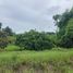  Land for sale in San Pa Tong, Chiang Mai, Makhun Wan, San Pa Tong