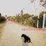  Land for sale in Chachoengsao, Lat Khwang, Ban Pho, Chachoengsao