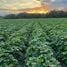  Land for sale in Comayagua Comayagua, Comayagua, Comayagua