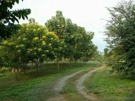  Grundstück zu verkaufen in Mae Rim, Chiang Mai, Mae Raem