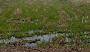 N/A Grundstück zu verkaufen in Cham Phak Phaeo, Saraburi 