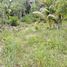  Land for sale in Surat Thani, Ko Pha-Ngan, Ko Pha-Ngan, Surat Thani