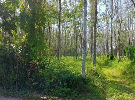  Land for sale in Phuket International Airport, Mai Khao, Mai Khao