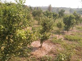  Land for sale in Mae Kha, Fang, Mae Kha