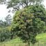  Grundstück zu verkaufen in Sao Bernardo Do Campo, São Paulo, Riacho Grande, Sao Bernardo Do Campo