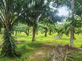  Grundstück zu verkaufen in Thalang, Phuket, Thep Krasattri