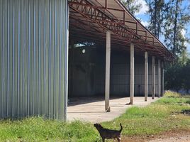  Grundstück zu verkaufen in Ban Phai, Khon Kaen, Hin Tang