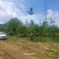  Land for sale in Thalang, Phuket, Pa Khlok, Thalang