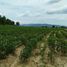  Land for sale in Khok Charoen, Lop Buri, Khok Charoen, Khok Charoen, Lop Buri