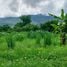  Land for sale in Mae Rim Chiang Mai, Don Kaeo, Mae Rim, Chiang Mai, Thailand