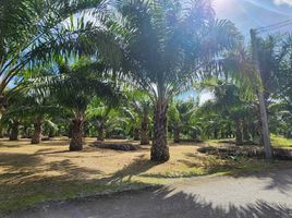  Grundstück zu verkaufen in Thalang, Phuket, Thep Krasattri