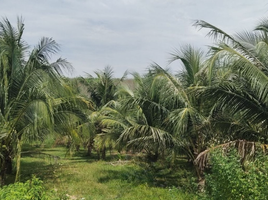 ขายที่ดิน ใน ถลาง ภูเก็ต, ศรีสุนทร, ถลาง, ภูเก็ต