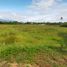  Land for sale in Pa Phai, San Sai, Pa Phai