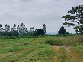  Land for sale in Thailand, Nong Saeng, Hankha, Chai Nat, Thailand