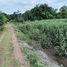  Grundstück zu verkaufen in Si Thep, Phetchabun, Sa Kruat