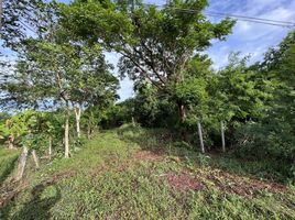  Land for sale in Wang Kai Thuean, Hankha, Wang Kai Thuean