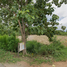  Land for sale in Kanchanaburi, Nong Phai, Dan Makham Tia, Kanchanaburi